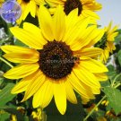 Fresh Cut Flower Sunflower Seeds Helianthus Annuus 15 seeds Turnsole plant TS246T