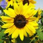 Fresh Cut Flower Sunflower Seeds Helianthus Annuus 15 seeds Turnsole plant TS246T