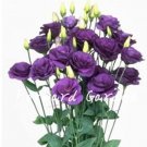 Fresh Eustoma Dark Purple Seeds