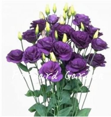 Fresh Eustoma Dark Purple Seeds