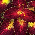 Fresh Coleus Dipt n Wine Seeds