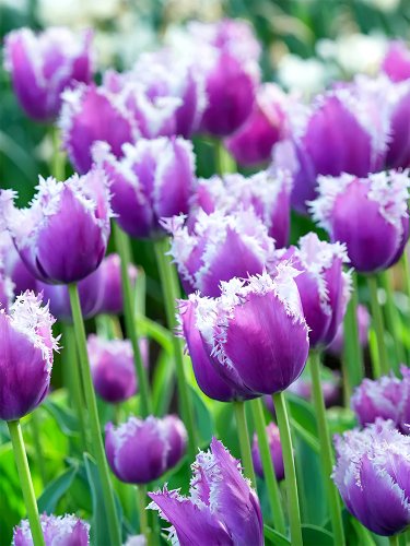 Fresh Crunchy Cummins Fringed Tulip Seeds
