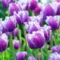 Fresh Crunchy Cummins Fringed Tulip Seeds