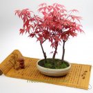 Fresh 60 Seeds / Pack Red Chinese Maple Seeds Acer (Palmatum atropurpureum) Seeds