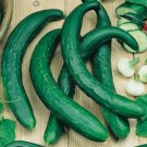 Fresh 200 Seeds/Pack Seeds CUCUMBER Chinese snake Chinese Slangen (Cucumis sativus)