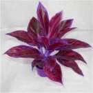 Fresh Aglaonema Bonsai Pink Dud Seeds
