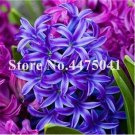 Fresh Hyacinthus Purple White Purple Seeds