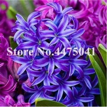 Fresh Hyacinthus Purple White Purple Seeds