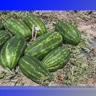 Fresh s Legacy Long Red Watermelon Seeds 20 Seeds/Pack Juicy Sweet Long Shelf Life