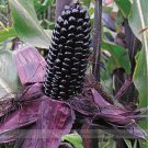 Fresh Suntava Full Season Purple Hybrid Corn Seeds 10 Seeds / Pack Edible Maize