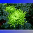 Fresh Green Spider Chrysanthemum Courtyard Flower Seeds 50 Seeds / Pack