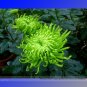 Fresh Green Spider Chrysanthemum Courtyard Flower Seeds 50 Seeds / Pack