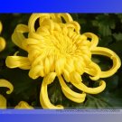 Fresh Yellow Chrysanthemum Perennial Flower Seeds Professional Pack 50 Seeds / Pack