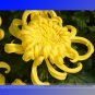 Fresh Yellow Chrysanthemum Perennial Flower Seeds Professional Pack 50 Seeds / Pack