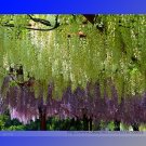 Fresh True Variety Green Wisteria Climbing Woody Flower Seeds 100 Seeds Light Fragrant