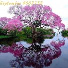 Fresh Paulownia Pink Seeds