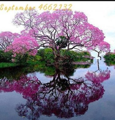 Fresh Paulownia Pink Seeds