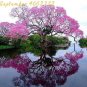 Fresh Paulownia Pink Seeds