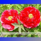 Fresh Fire Red Chinese Peony Flower Seeds 5 Seeds / Pack Hong Shao Zhu Tree Peony