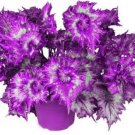 Fresh 100PCS Colorful Plectranthus Coleus Seeds
