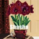 Fresh 100PCS Dark Red Amaryllis Seeds