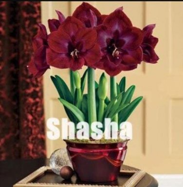 Fresh 100PCS Dark Red Amaryllis Seeds