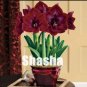 Fresh 100PCS Dark Red Amaryllis Seeds