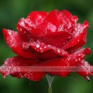Fresh 1 Professional Pack 50 seeds / pack Hardy Water Red Rose Seed #NF443