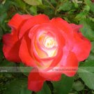 Fresh 50 Seeds/Pack Red Yellow Rose Flowers Seed Yellow Red Petal Rose