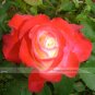 Fresh 50 Seeds/Pack Red Yellow Rose Flowers Seed Yellow Red Petal Rose