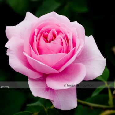 Fresh 1 Professional Pack 50 seeds / pack Double Pink Rose Flower Seed