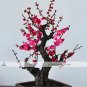 Fresh 8 Seeds/Pack Chinese Flower Wintersweet Seed Fragrant Red Chimonanthus Praecox