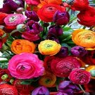 Fresh 100PCS Anunculus asiaticus Flower Seeds Mixed Colorful Flowers