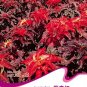 Fresh 50 Seeds TRICOLOR AMARANTHUS PERFECTA Summer Poinsettia Amaranth Flower Seeds