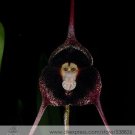 Fresh 50 Seeds Dracula Pholeodytes Monkey Orchids The Cave Hiding Dracula Flower Seeds