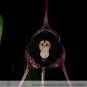 Fresh 50 Seeds Dracula Pholeodytes Monkey Orchids The Cave Hiding Dracula Flower Seeds