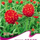 Fresh 30 Seeds/Pack Gomphrena Strawberry Fields Seeds GLOBE AMARANTH