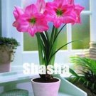 Fresh 100PCS Amaryllis Seeds