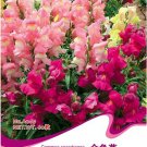 Fresh 60 Seeds/Pack Mixed MOROCCAN TOADFLAX SNAPDRAGON Linaria Maroccana Flower Seeds