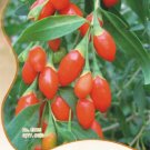 Fresh 60 Seeds goji Chinese Wolfberry Lycium barbarum MuraliShrub Bush Fruit Seeds