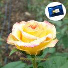 Fresh 100 Seeds / Pack Yellow with Pink edge Rose Seeds Heirloom Fragrant Rose