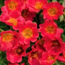 Fresh Portulaca Grandiflora Rose Red Single Petal Seeds