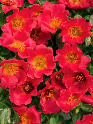 Fresh Portulaca Grandiflora Rose Red Single Petal Seeds
