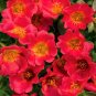 Fresh Portulaca Grandiflora Rose Red Single Petal Seeds