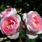 Fresh 480 seeds / pack SCEPTER ISLE PINK ROSE ROSE ROSE BUSH SEEDS