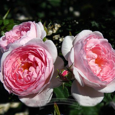Fresh 480 seeds / pack SCEPTER ISLE PINK ROSE ROSE ROSE BUSH SEEDS