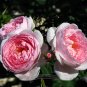 Fresh 480 seeds / pack SCEPTER ISLE PINK ROSE ROSE ROSE BUSH SEEDS