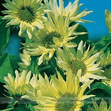 Fresh Green Jade Ornamental Sunflower Hybrid Seeds Professional Pack 15 Seeds / Pack