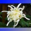 Fresh White Chrysanthemum Flower Seeds Professional Pack 50 Seeds / Pack #NF968