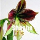 Fresh 100PCS Amaryllis Seed Tiger